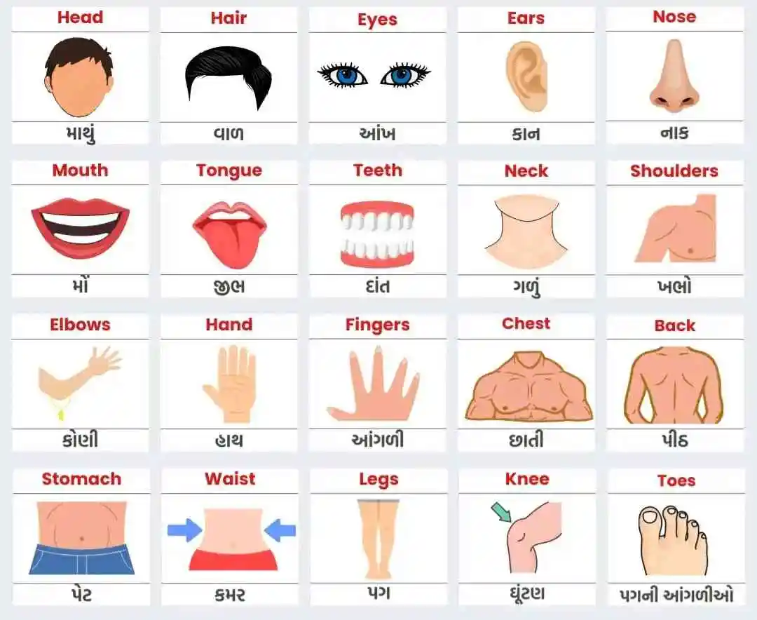 Body Parts Name In Gujarati and English Body Parts Name In Gujarati and English