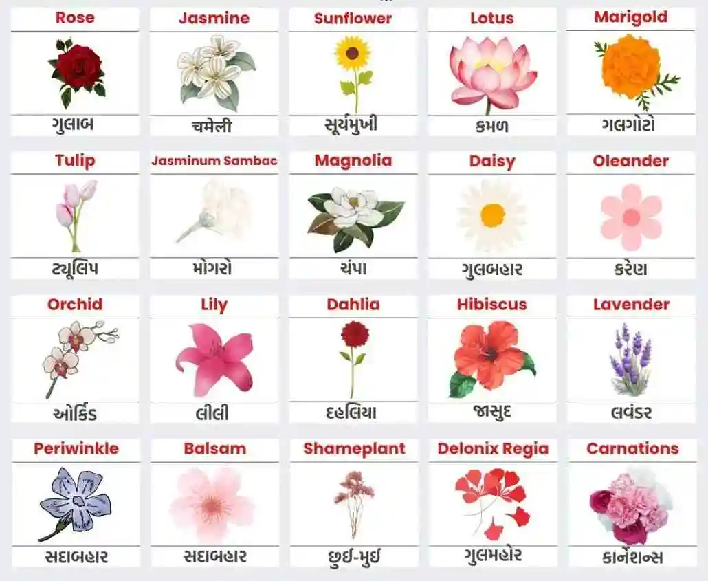 70+ ફૂલો ના નામ (Flowers Name in Gujarati and English) 70+ ફૂલો ના નામ (Flowers Name in Gujarati and English)