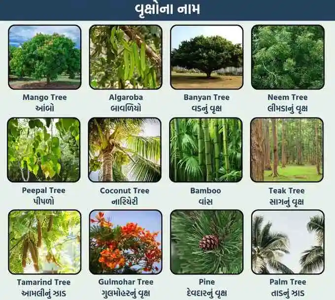80+ ઝાડ વૃક્ષ અને છોડ ના નામ (Plants And Tree Name in Gujarati)